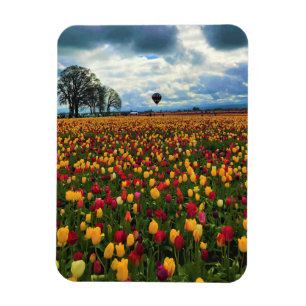 Imán Granja Tulip en Oregón