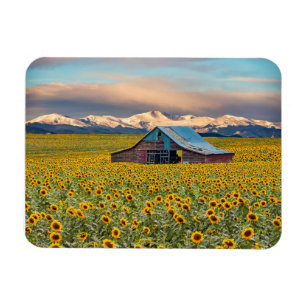 Imán Granjas Campo de girasol