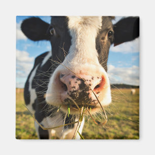 Imán Granjas   Mascado de vacas de Holstein