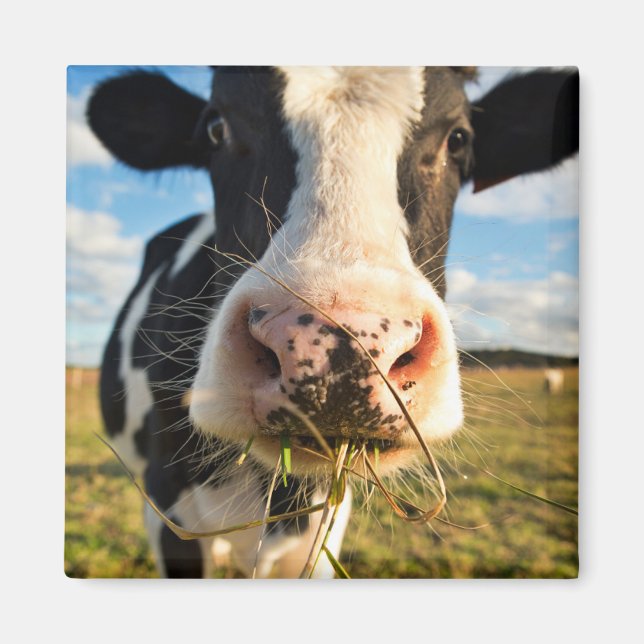 Imán Granjas | Mascado de vacas de Holstein (Frente)