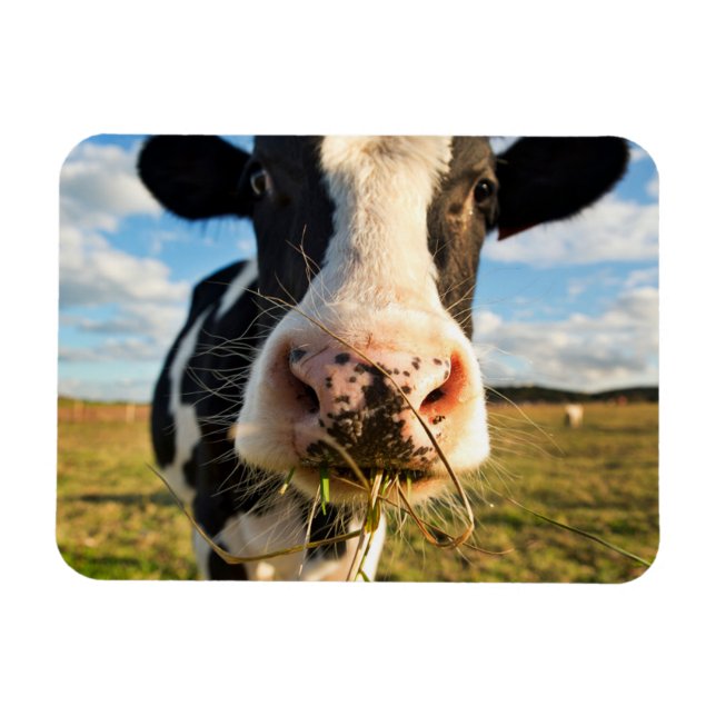 Imán Granjas | Mascado de vacas de Holstein (Horizontal)