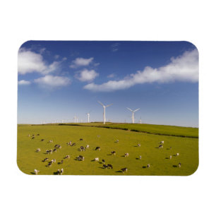 Imán Granjas Vacas Cercanas A La Granja De Molino De