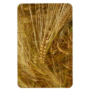 Imán Granos de trigo en el campo. ¡Es el momento de la
