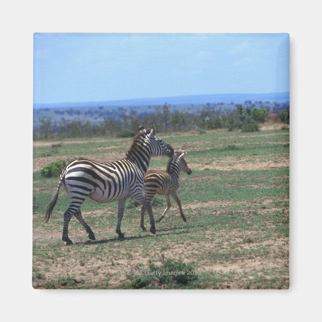 Imán Grant Zebra (Frente)