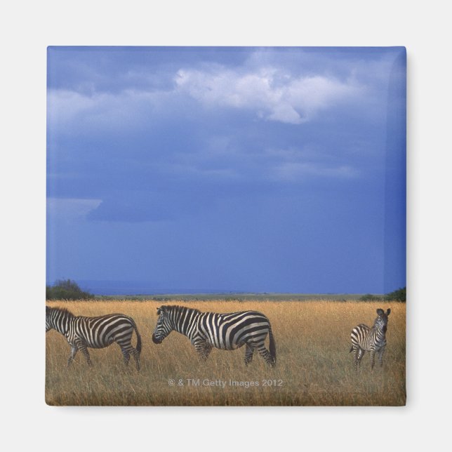 Imán Grant Zebra 2 (Frente)