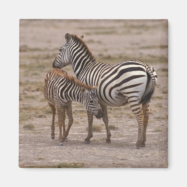 Imán Grant Zebra 3 (Frente)