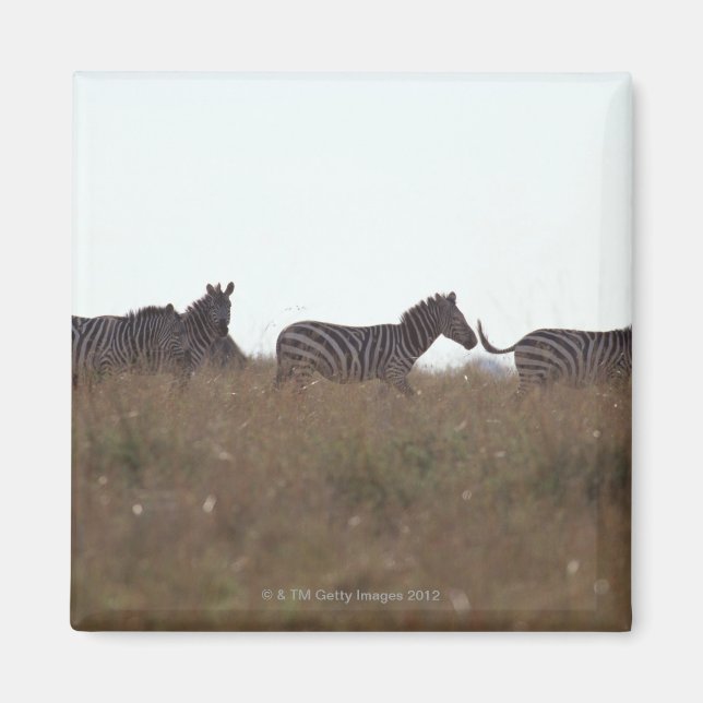 Imán Grant Zebra 7 (Frente)