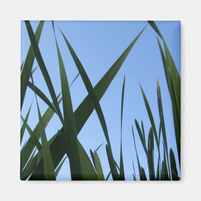 Imán Grass Magnet (Frente)
