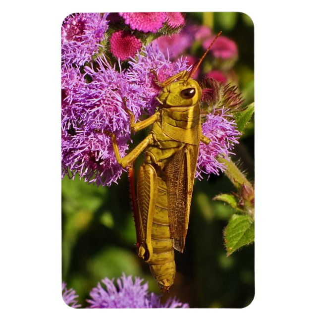 Imán Grasshopper afortunado en Ageratum (Vertical)