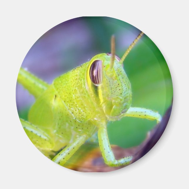 Imán Grasshopper Buenos Días (Frente)