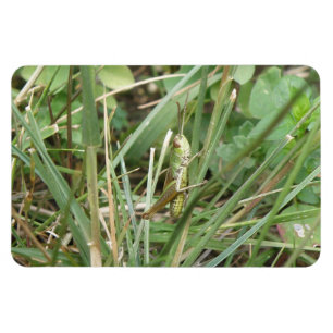 Imán Grasshopper Camouflage Premium Magnet