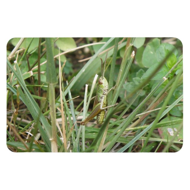 Imán Grasshopper Camouflage Premium Magnet (Horizontal)