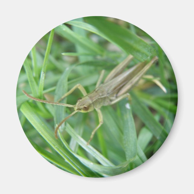 Imán Grasshopper Magnet (Frente)