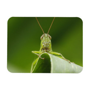 Imán Grasshopper on Leaf, Grasshopper Face Close-up