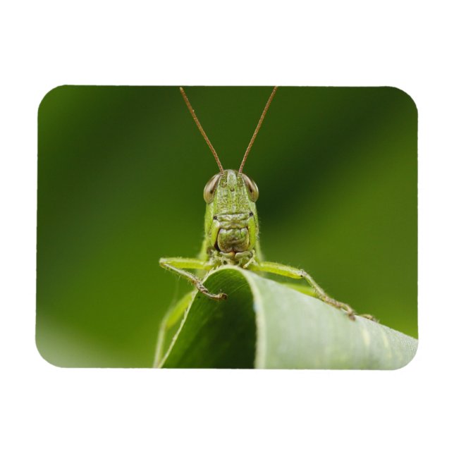Imán Grasshopper on Leaf, Grasshopper Face Close-up (Horizontal)