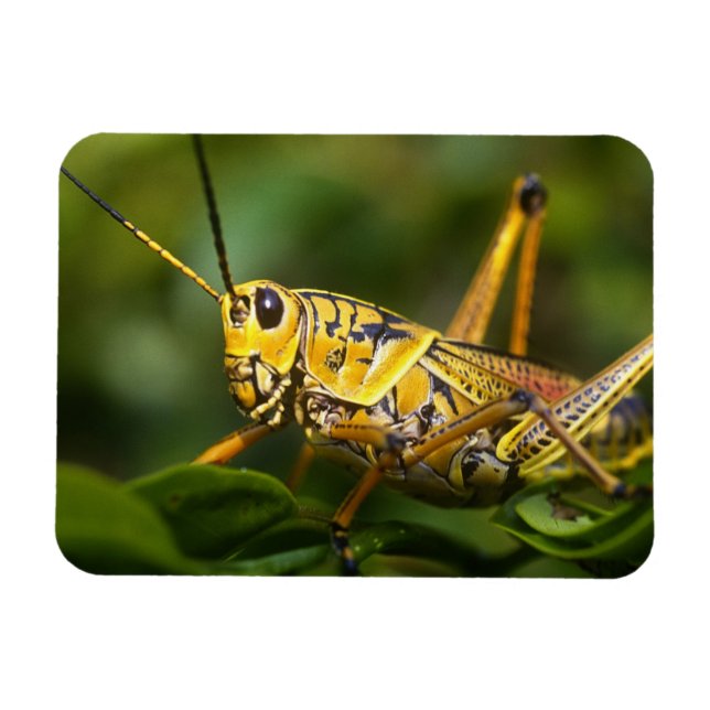 Imán Grasshopper, Parque Nacional Everglades, Florida, (Horizontal)