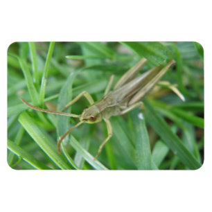 Imán Grasshopper Premium Magnet