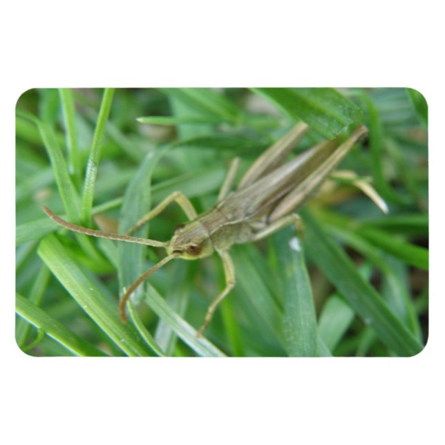 Imán Grasshopper Premium Magnet (Horizontal)