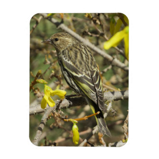 Imán Grasshopper Sparrow En El Magnet Sunshine