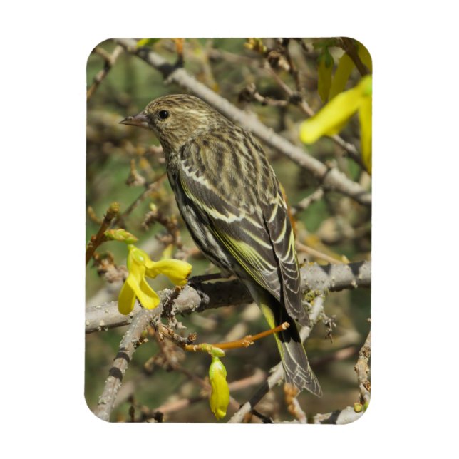Imán Grasshopper Sparrow En El Magnet Sunshine (Vertical)