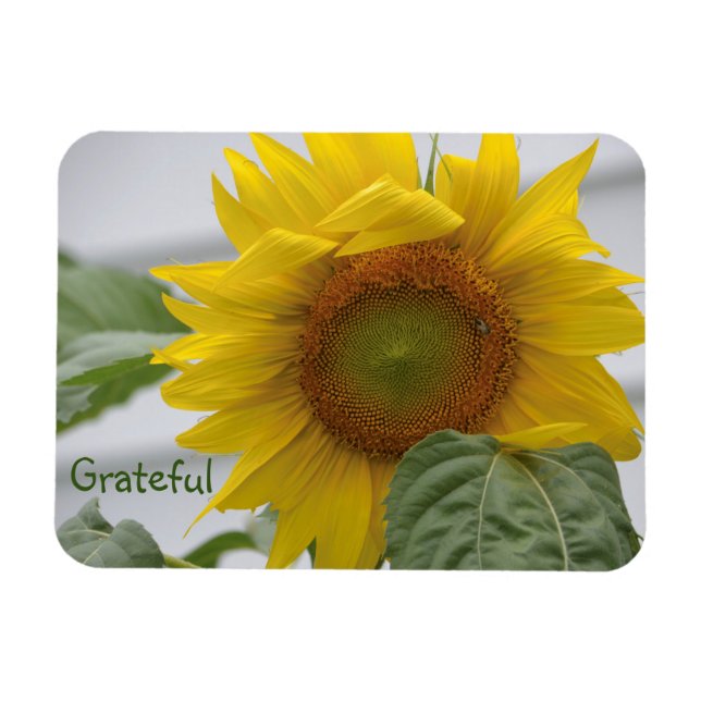 Imán Gratitud de girasol (Horizontal)