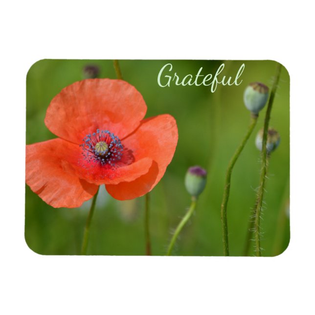 Imán Gratitud de la amapola roja del bonito (Horizontal)