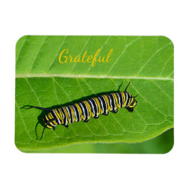 Imán Gratitud de la naturaleza