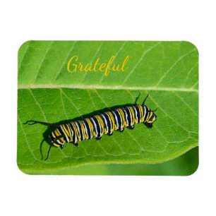Imán Gratitud de la naturaleza