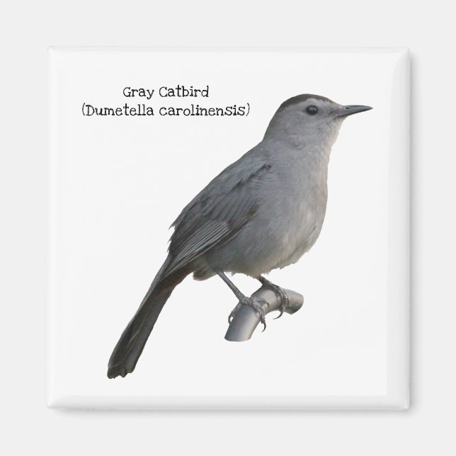Imán Gray Catbird (Frente)