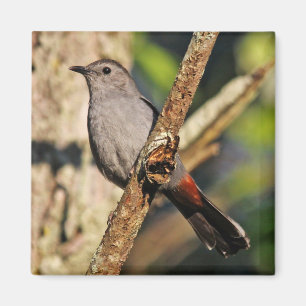 Imán Gray Catbird Magnet