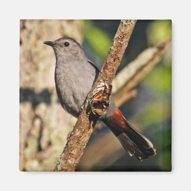 Imán Gray Catbird Magnet (Frente)