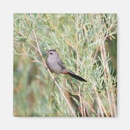Imán Gray Catbird Magnet