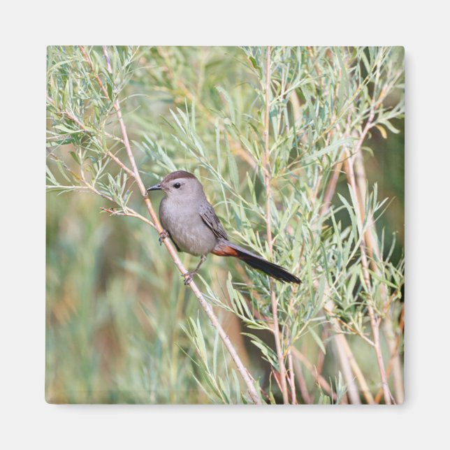 Imán Gray Catbird Magnet (Frente)