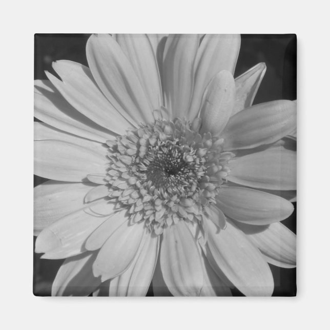 Imán Gray Gerbera Magnet (Frente)