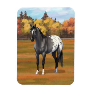 Imán Gray Grulla Appaloosa Quarter Stallion