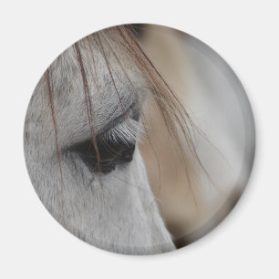 Imán Gray Horse Eye