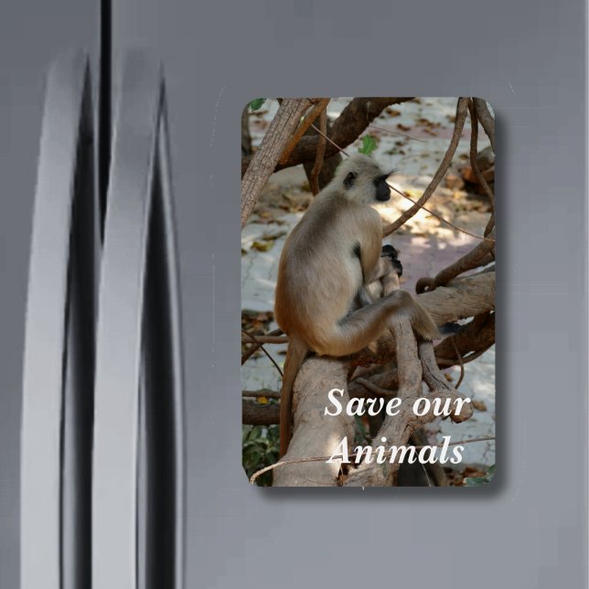 Imán Gray Langur - descanse (Subido por el creador)