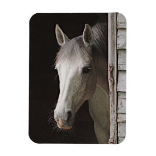 Imán Gray Mare Beautiful Horse Magnet