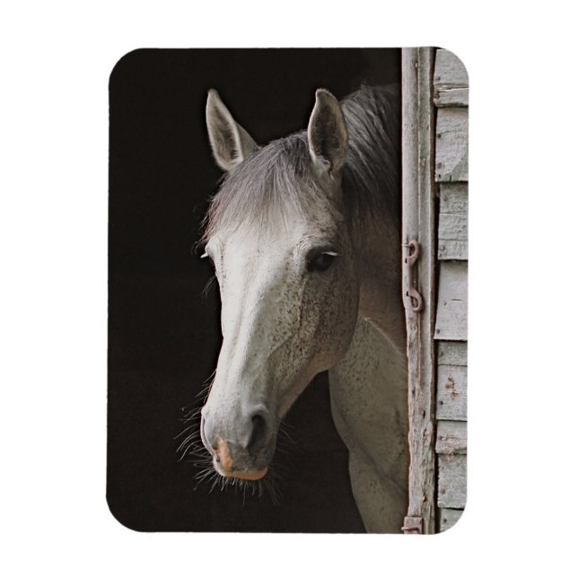 Imán Gray Mare Beautiful Horse Magnet (Vertical)