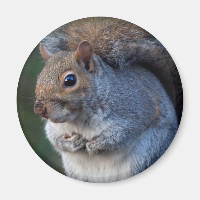 Imán Gray Squirrel Magnet (Frente)