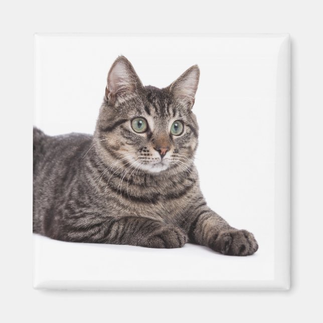 Imán Gray Tabby Cat (Frente)