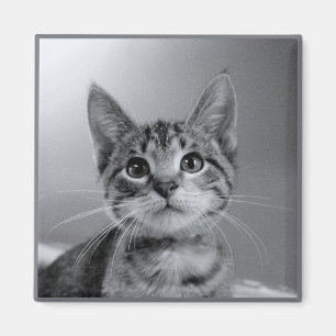 Imán Gray Tabby Kitten Magnet