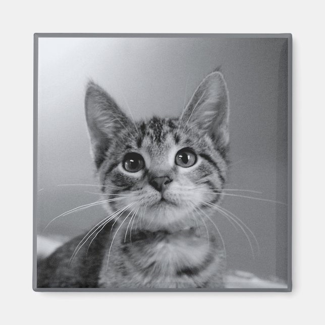 Imán Gray Tabby Kitten Magnet (Frente)