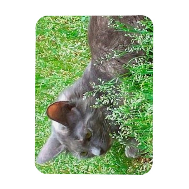 Imán Gray Tortie Cat (Vertical)