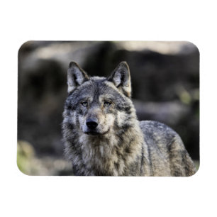 Imán Gray Wolf