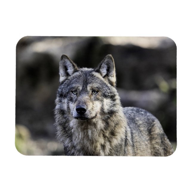 Imán Gray Wolf (Horizontal)