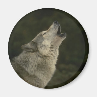 Imán Gray Wolf