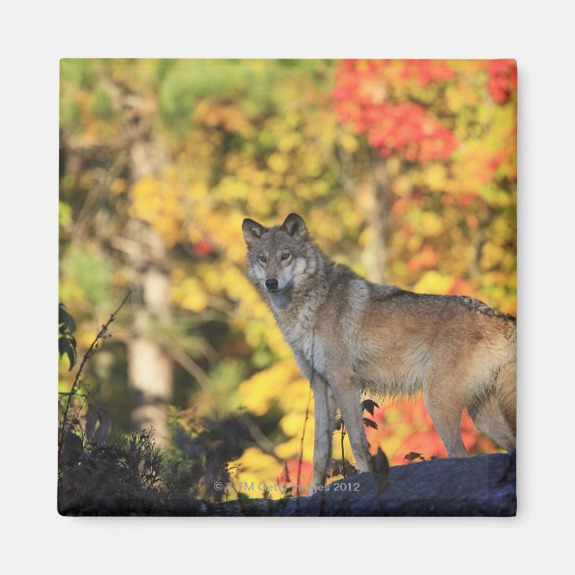 Imán Gray Wolf Canis lupus.order: carnvorafamia (Frente)