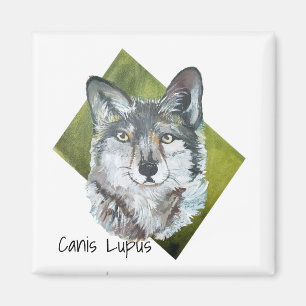 Imán Gray Wolf Canis Lupus sobre el verde