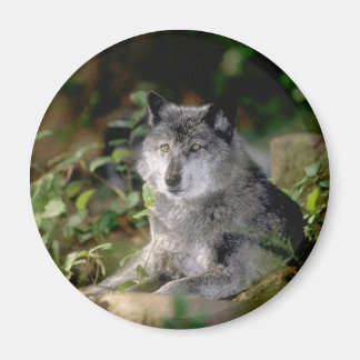 Imán Gray Wolf Magnet